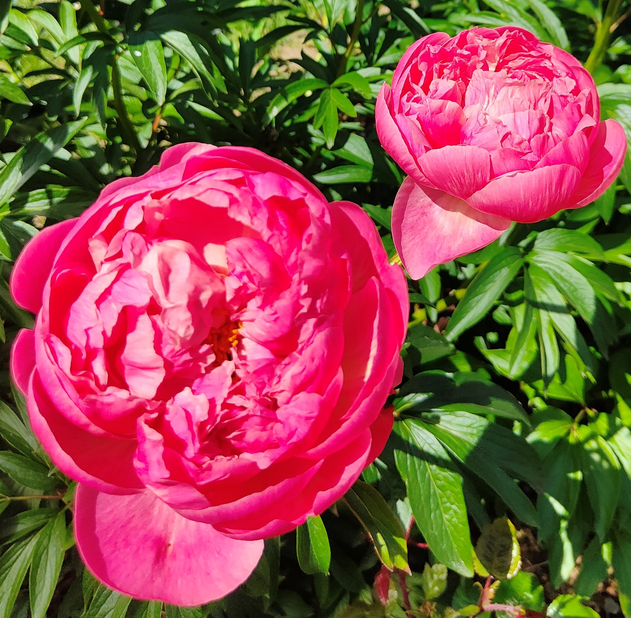 image de fleur pivoine